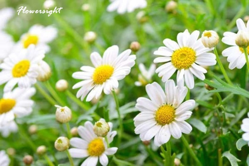 Hoa cúc dại giống cây thân thảo có sức sống mạnh mẽ.