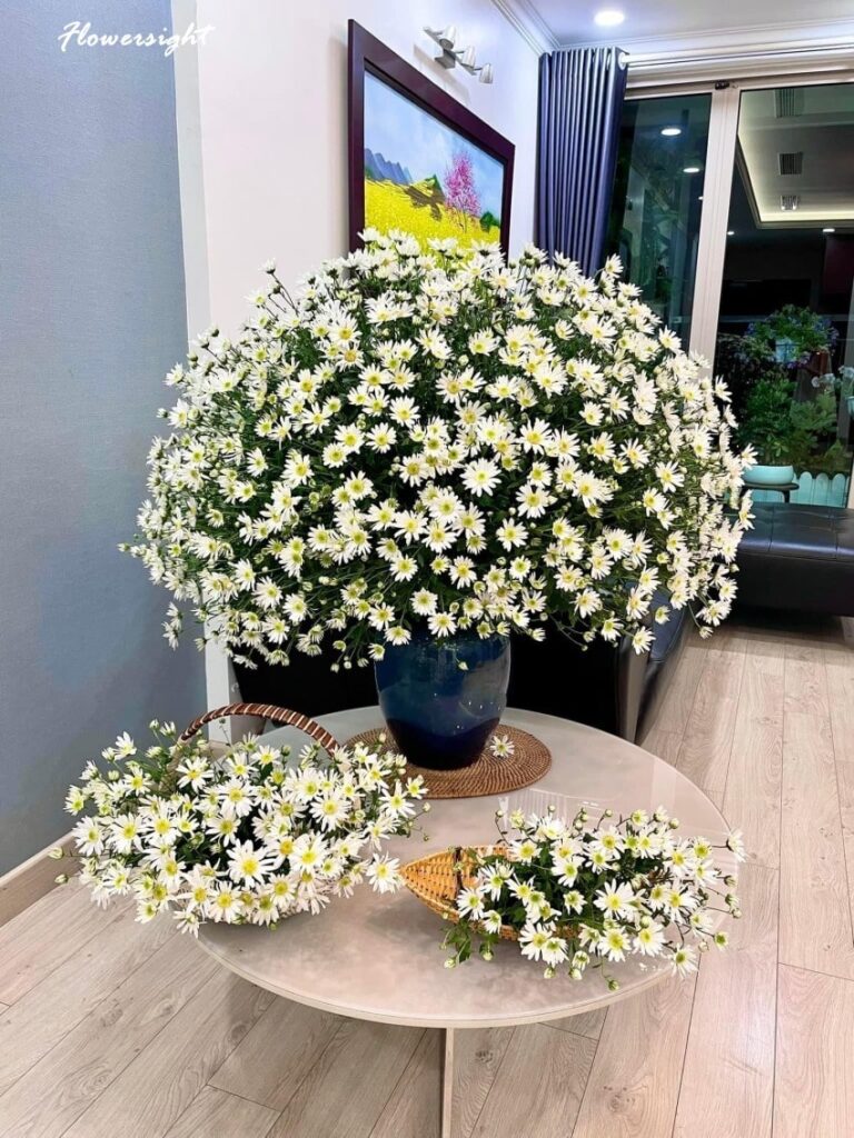 Hoa cúc họa mi mang trong mình vẻ đẹp của sự trong sáng và thanh thoát