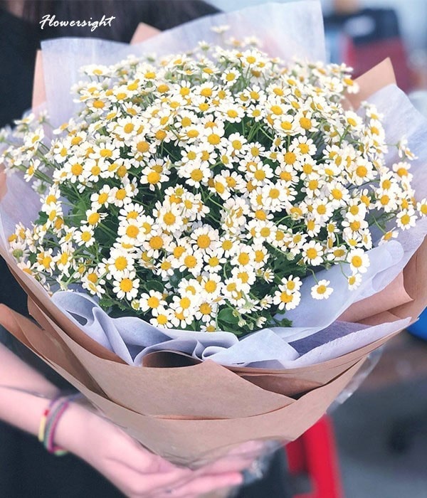 Hoa cúc tana tặng sinh nhật cho người sinh tháng 12