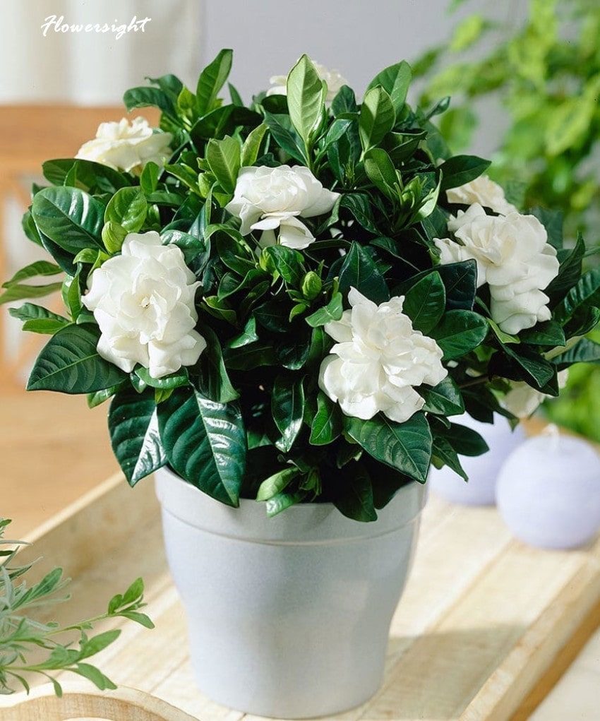 Hoa dành dành - lời động viên vô cùng đáng yêu