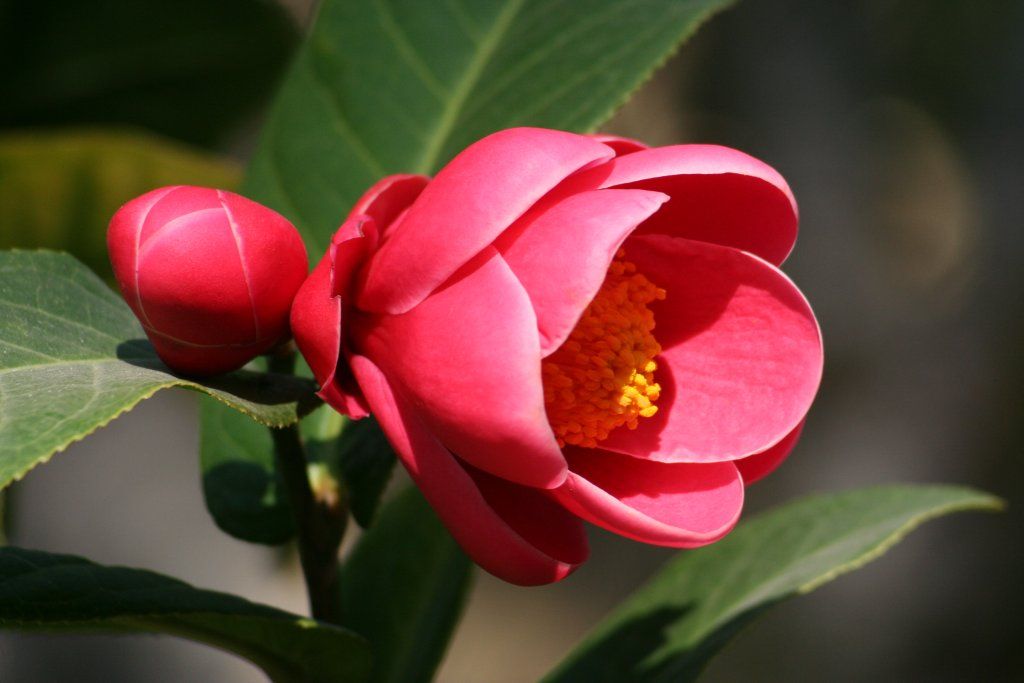 Hoa hải đường đỏ rực rỡ tượng trưng cho sự may mắn