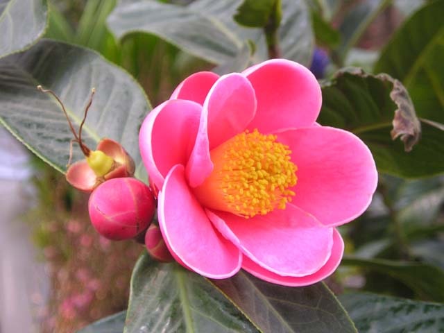 loài hoa tượng trưng cho tình yêu đơn phương