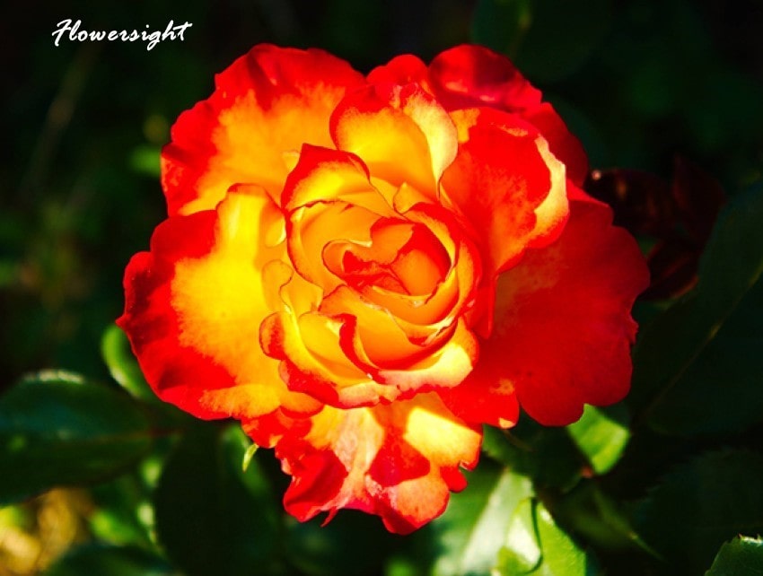 Ý nghĩa hoa hồng cam