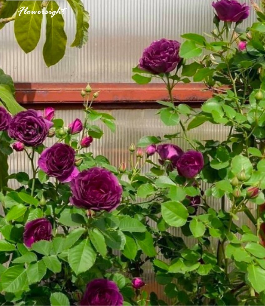 Hoa hồng tím Minerva - mạnh mẽ, cá tính