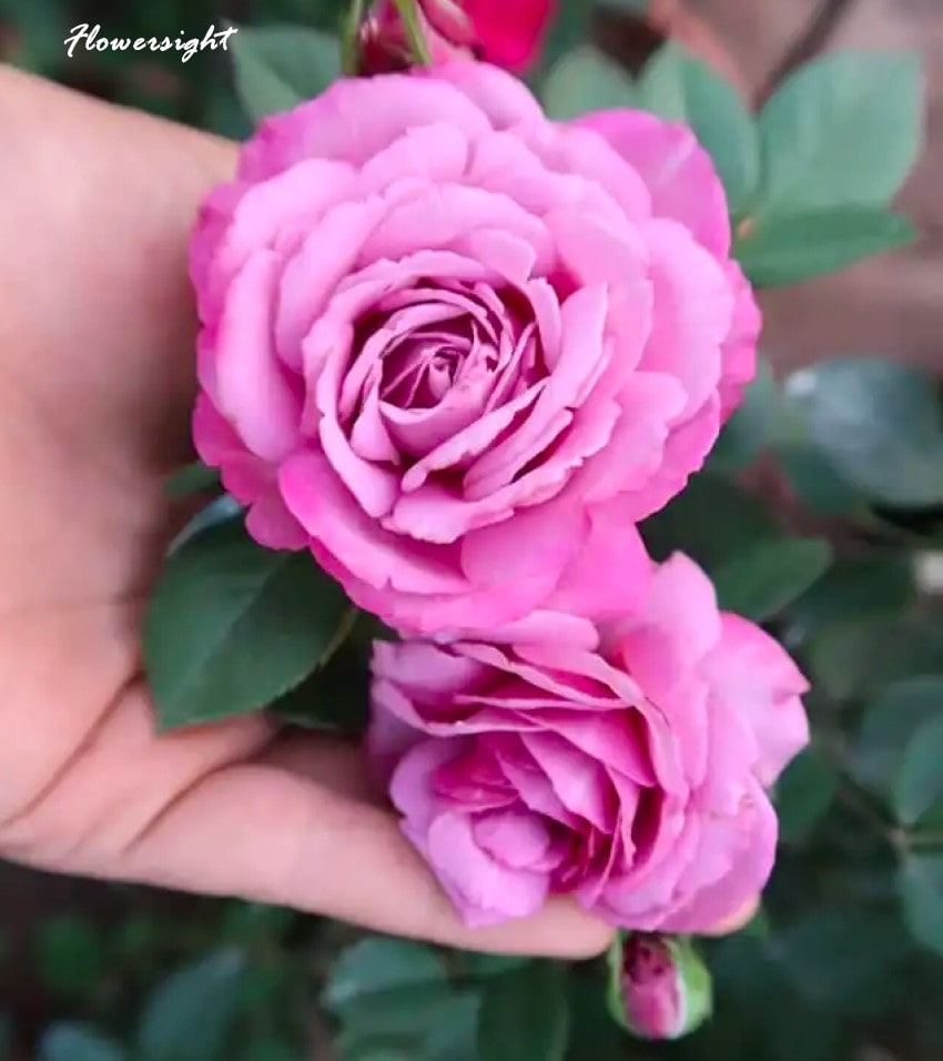 Hoa hồng tím Purple ice cream - độc đáo, quyến rũ