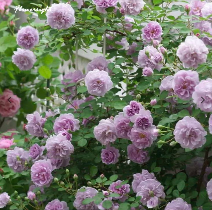 Hoa hồng tím Rainy Blue - nhẹ nhàng, tinh tế