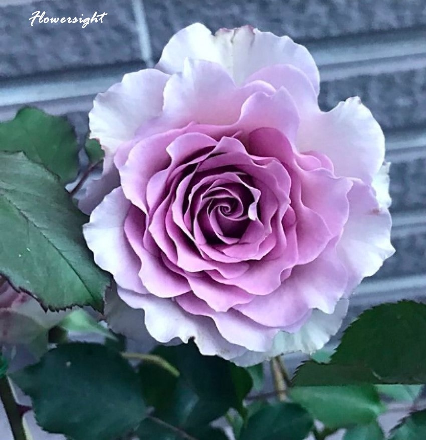 Hoa hồng tím khói New Wave - trẻ trung, mới mẻ