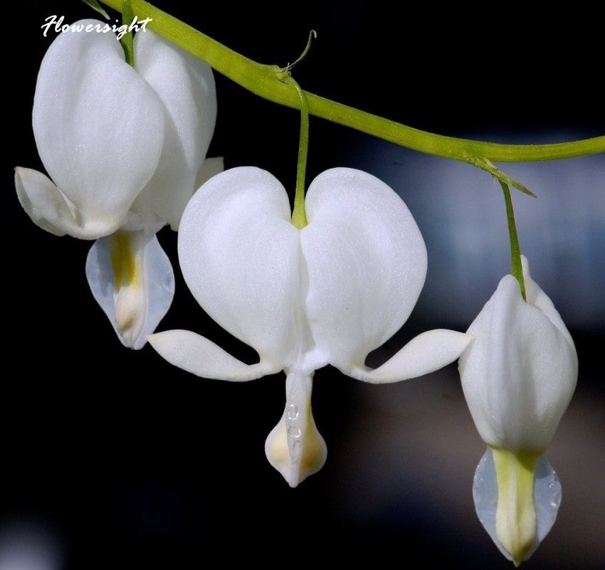 Hoa huyết tâm tượng trưng cho sự nhẫn tâm