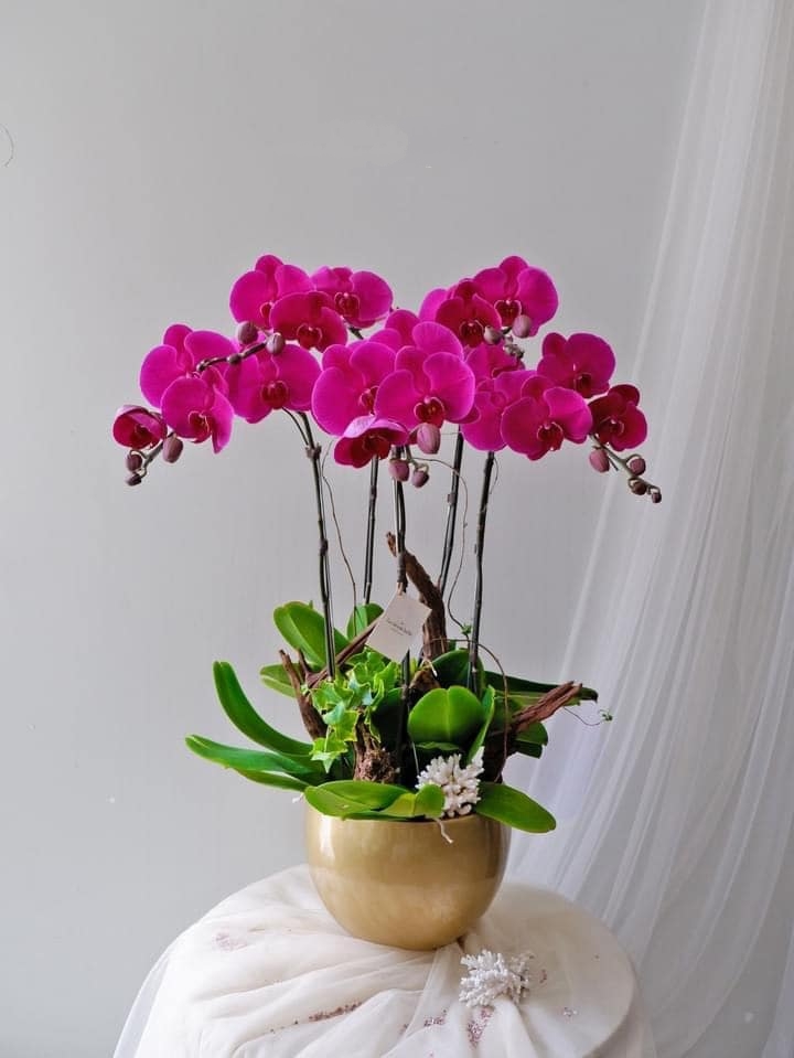 Hoa lan tím quý phải