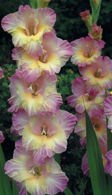 Hoa lay ơn hồng đẹp