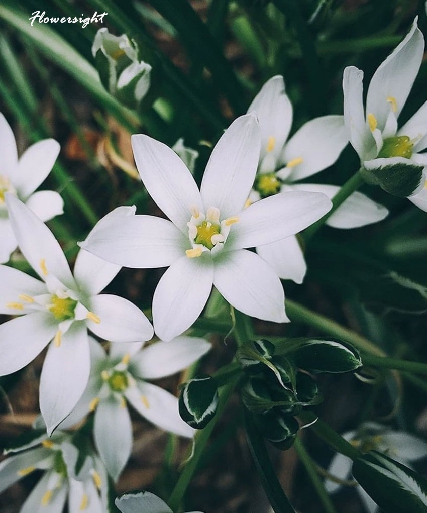 Hoa ngôi sao Bethlehem trắng - niềm tin mãnh liệt vào tương lai