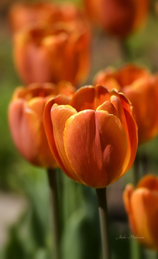 Hoa tulip, với hình dáng quyến rũ và màu sắc rực rỡ