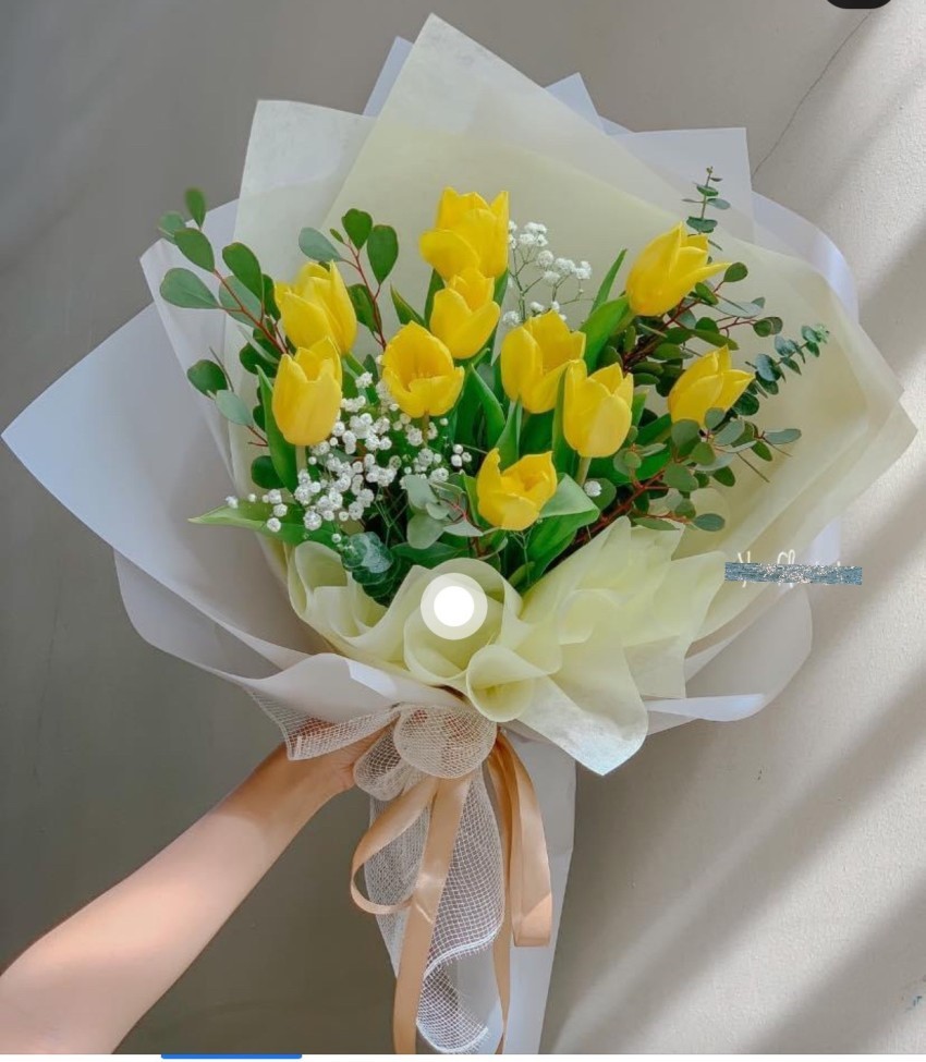  Hoa tulip vàng kết hợp cùng hoa baby trắng tạo nên một bó hoa tulip đẹp làm quà tặng