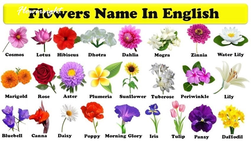 Kham-pha-ten-cac-loai-hoa-tieng-anh-min