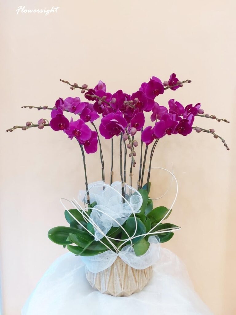 Lan hồ điệp là biểu tượng cho tình yêu chân thành, thủy chung