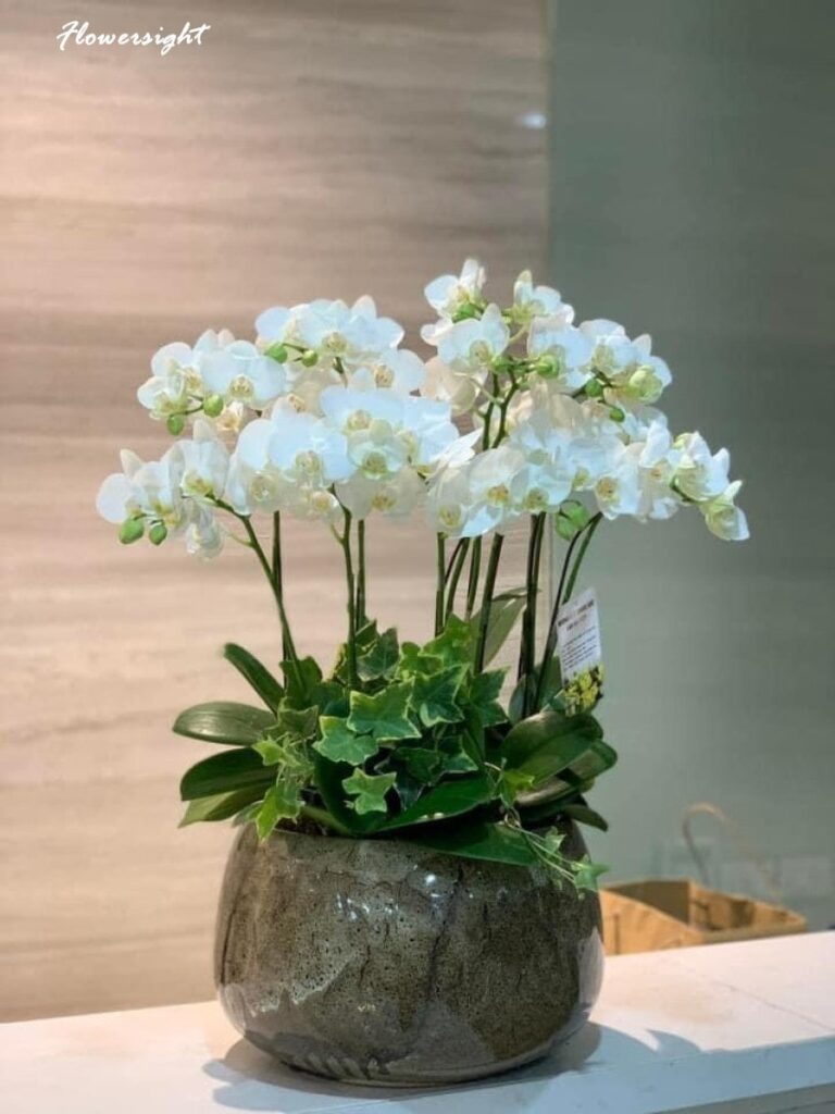 Lan hồ điệp thanh cao tượng trưng cho tình mẹ