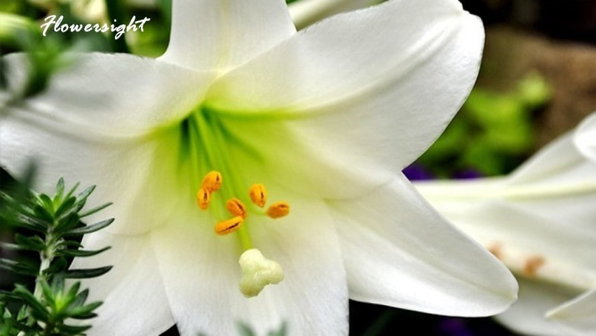 Loa kèn là một loài hoa mang ý nghĩa đau thương