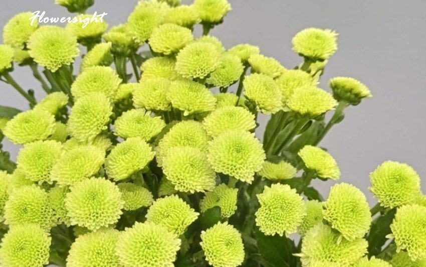 Màu xanh lá biểu tượng cho sức sống mãnh liệt