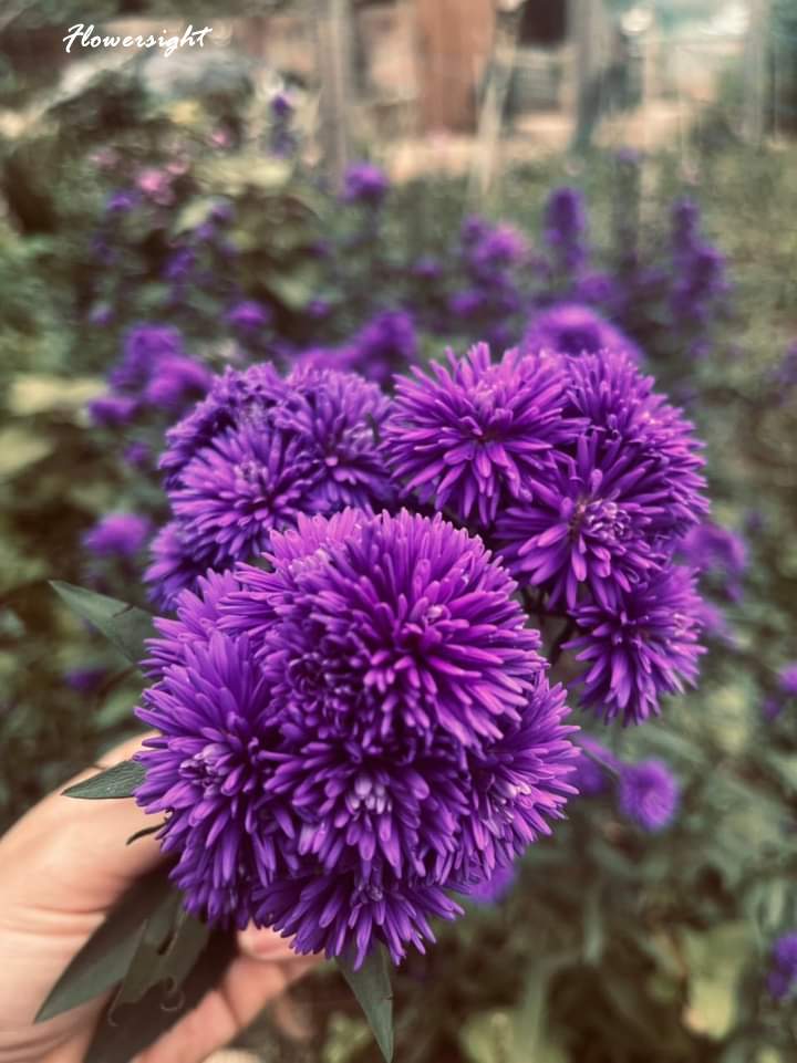 Những lợi ích của loài hoa thạch thảo