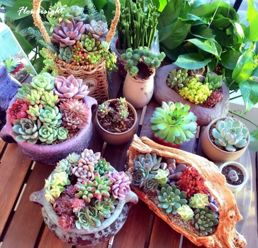 Sen đá thể hiện sự mạnh mẽ, cố gắng không ngừng nghỉ