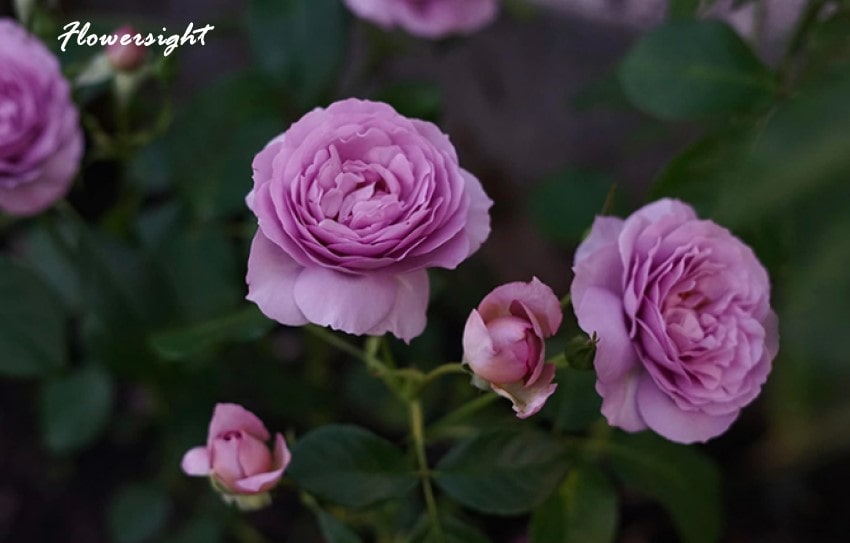 Trong những dịp nào thì nên tặng hoa hồng tím?