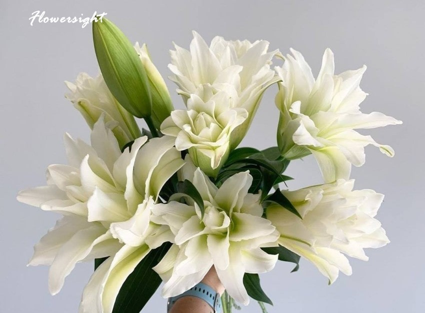 Vẻ đẹp độc đáo của hoa ly kép trắng