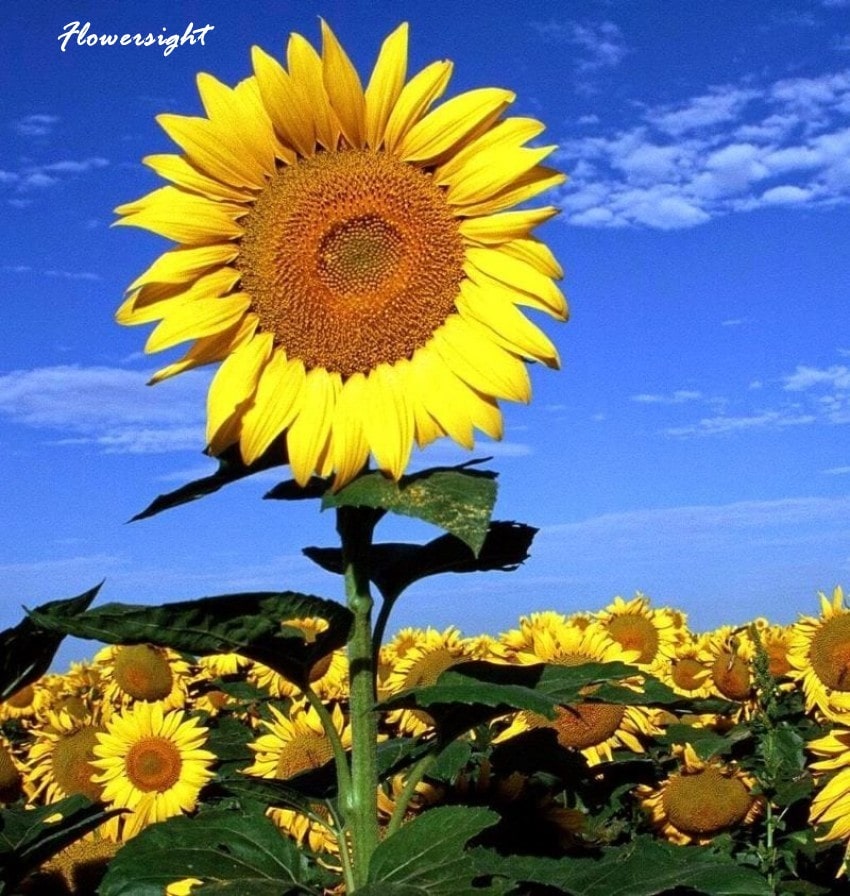Ý nghĩ của hoa hướng dương