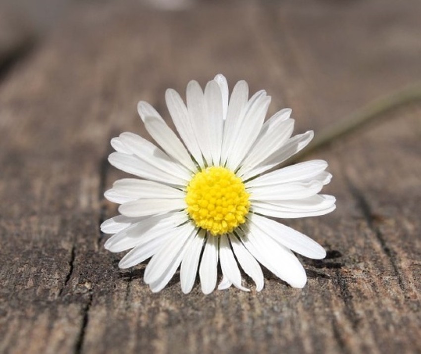Ý nghĩa của bông hoa cúc dại trong tình yêu: Đại diện cho người con gái chung thủy.