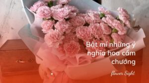 Bật mí những ý nghĩa hoa cẩm chướng