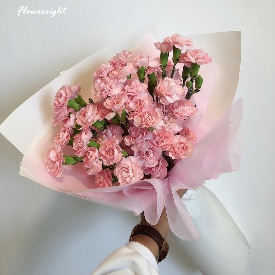 Ý nghĩa hoa cẩm chướng