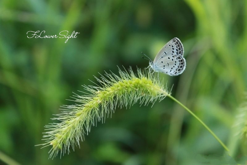 hoa cỏ may, loài hoa tượng trưng tình yêu tan vỡ