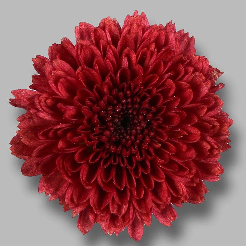 Hoa cúc Calimero đỏ