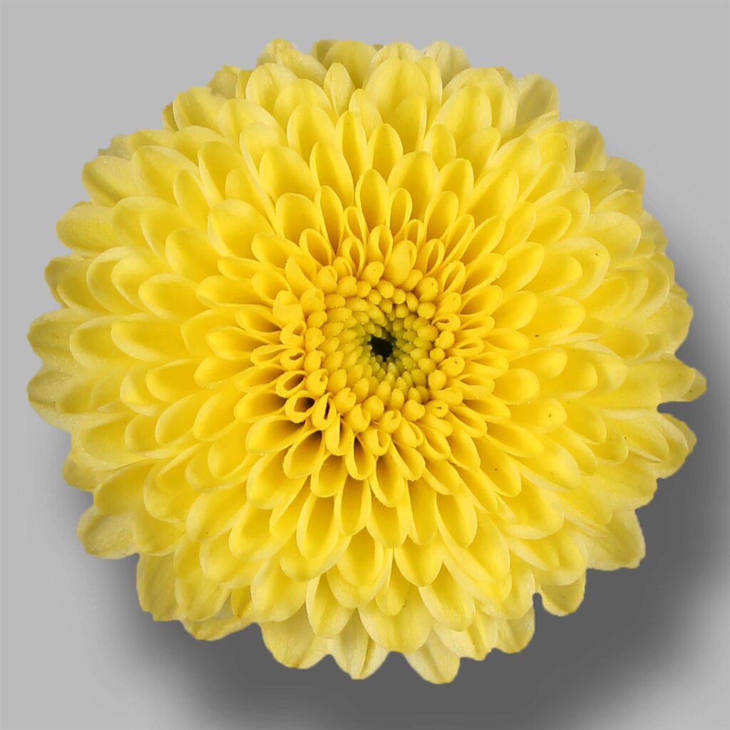 Hoa cúc Calimero vàng