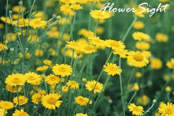 Hoa cúc dại vàng