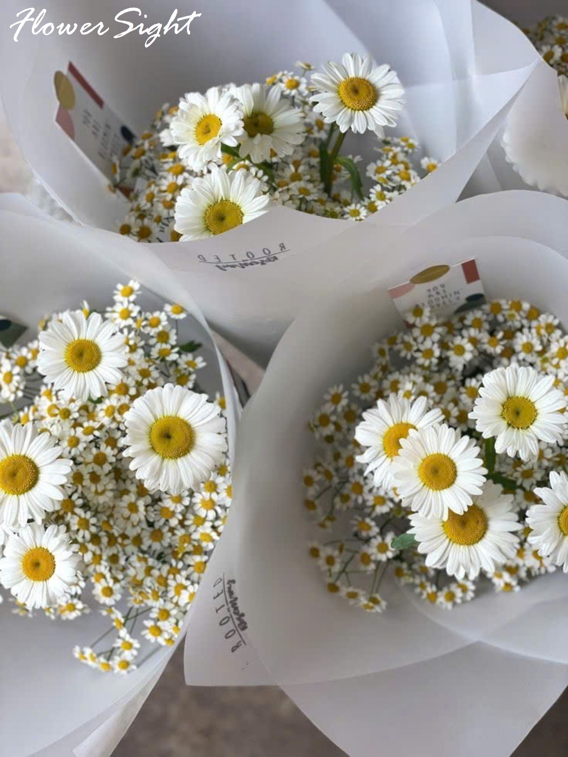 Bó hoa cúc hoạ mi trắng