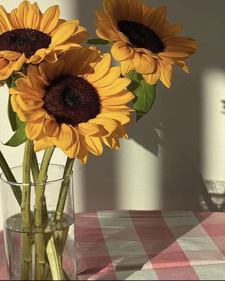 Hoa hướng dương tràn đầy năng lượng