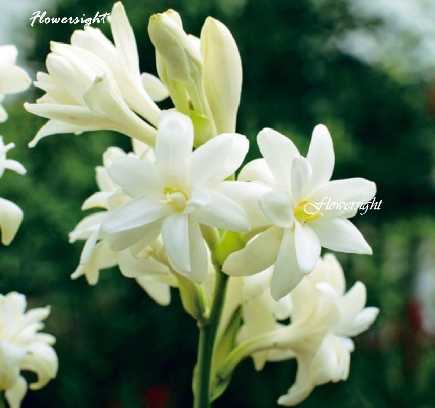 Ý nghĩa của hoa huệ trắng