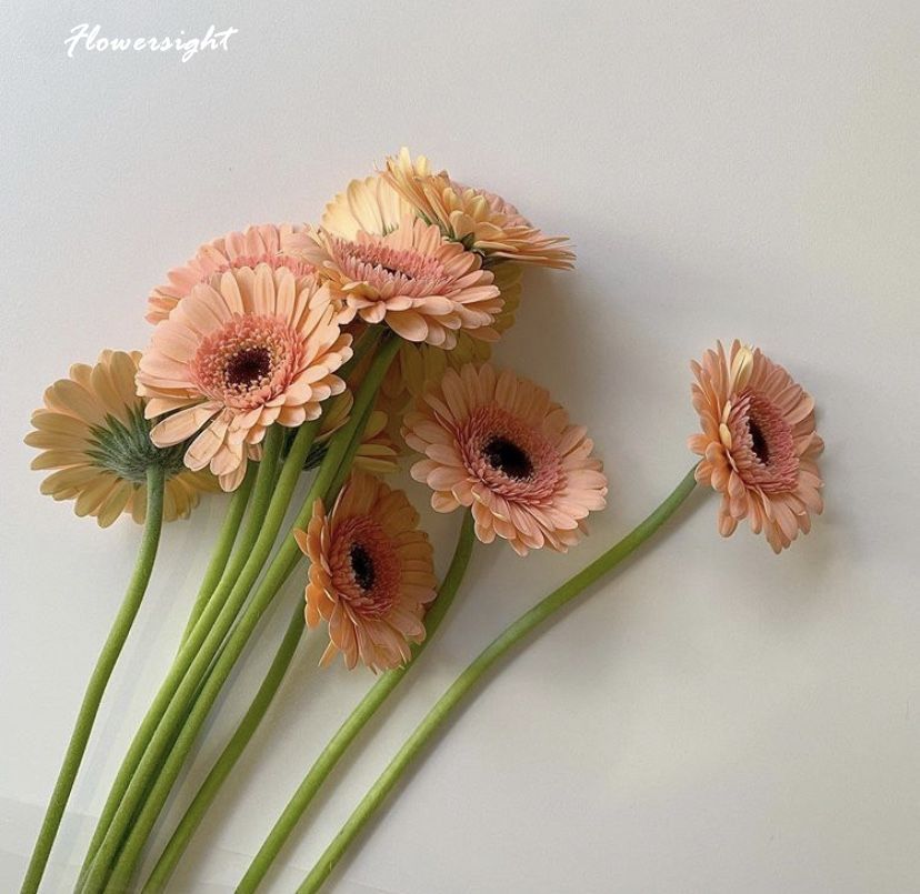 Tặng một bó hoa đồng tiền là tặng một thông điệp về tình yêu và sự quý trọng.