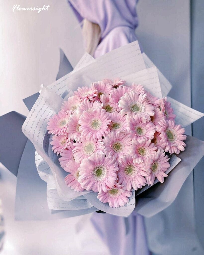 Hoa đồng tiền màu hồng