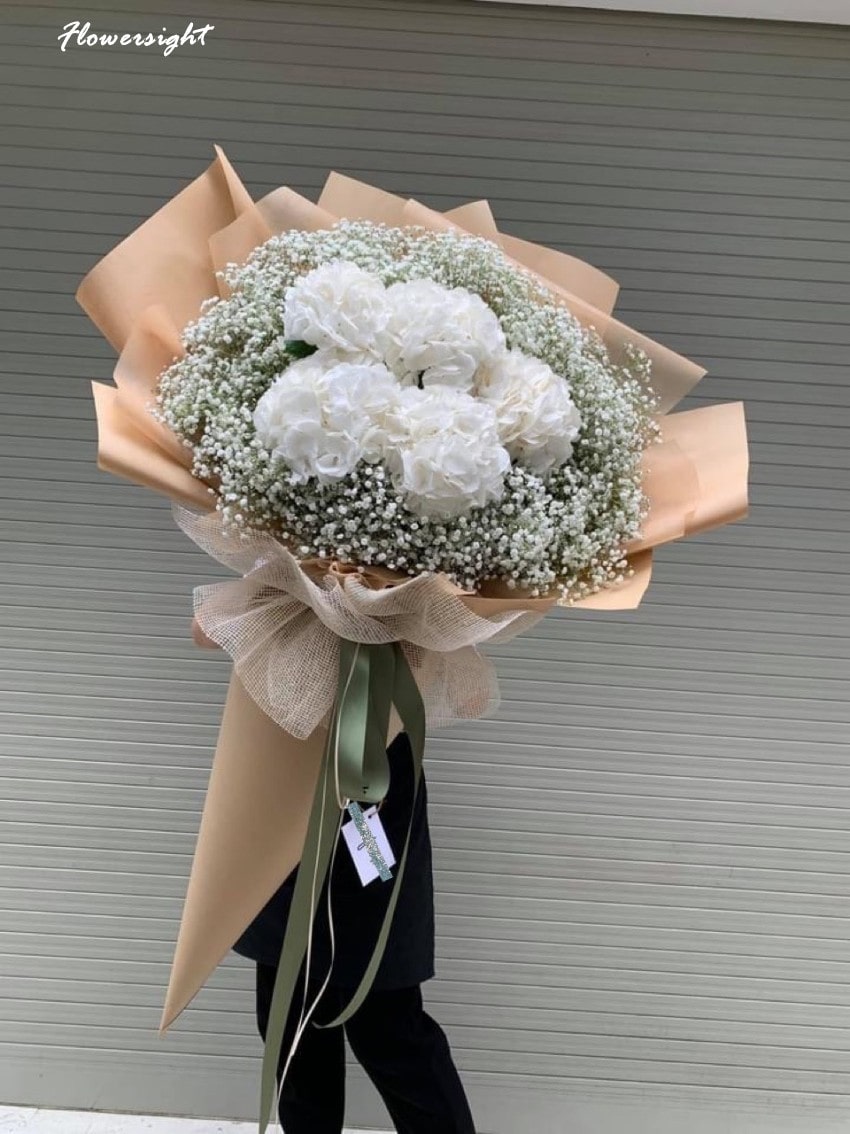 Cẩm tú cầu trắng thuần khiết