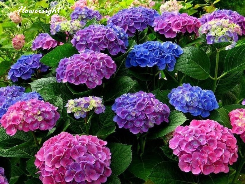 Hoa cẩm tú cầu bắt nguồn từ nhật bản