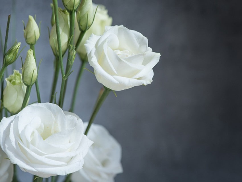 Hoa cát tường có màu trắng