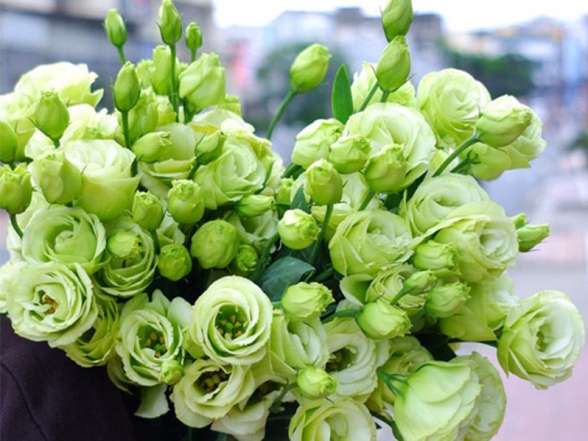 Hoa cát tường có màu xanh