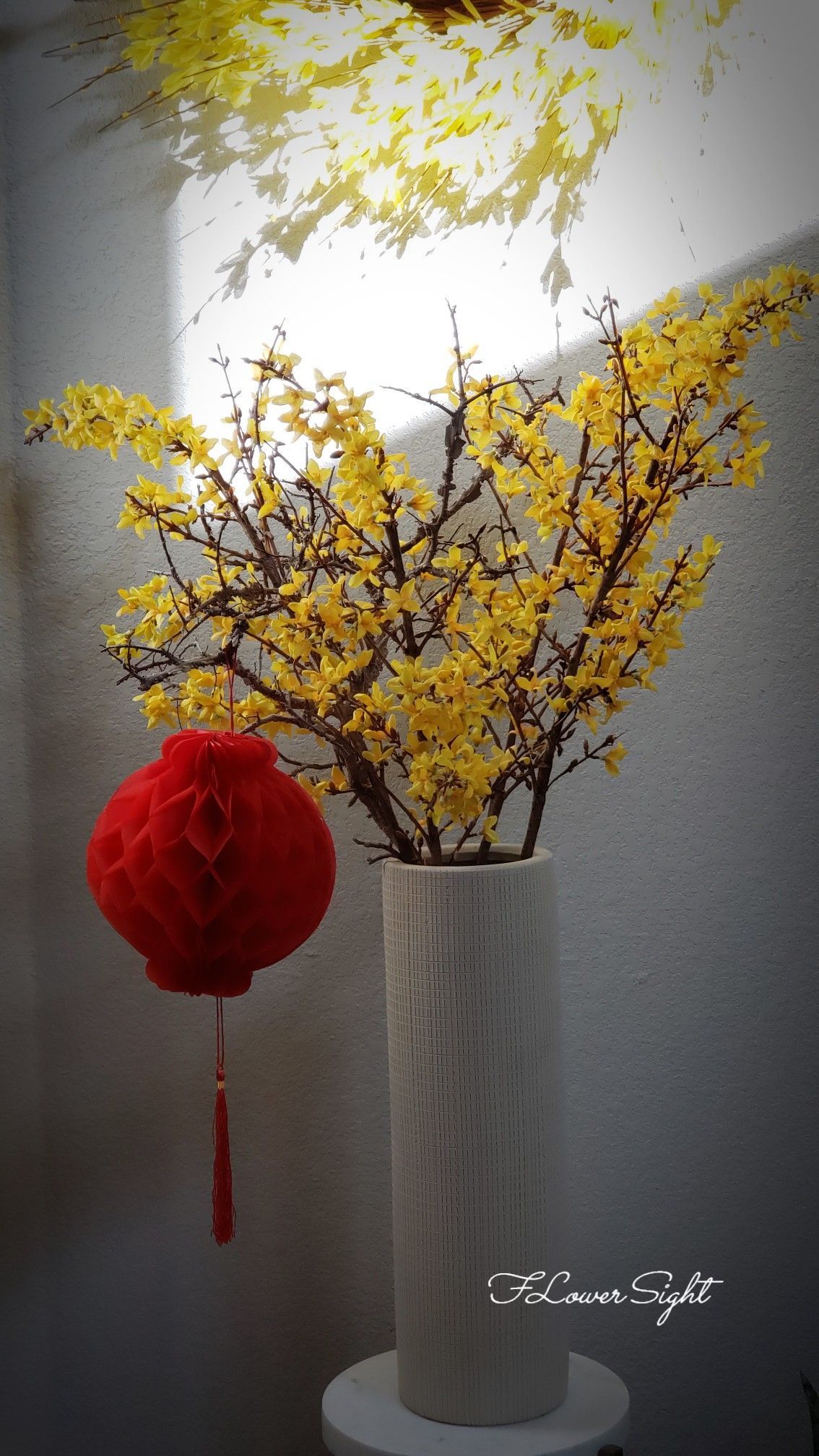 Lựa chọn hoa mai mỹ đẹp