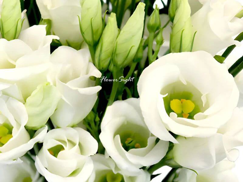 Hoa cát tường đơn màu trắng