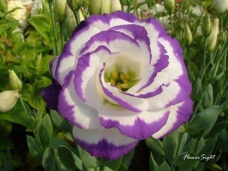 Hoa cát tường kép màu tím trắng