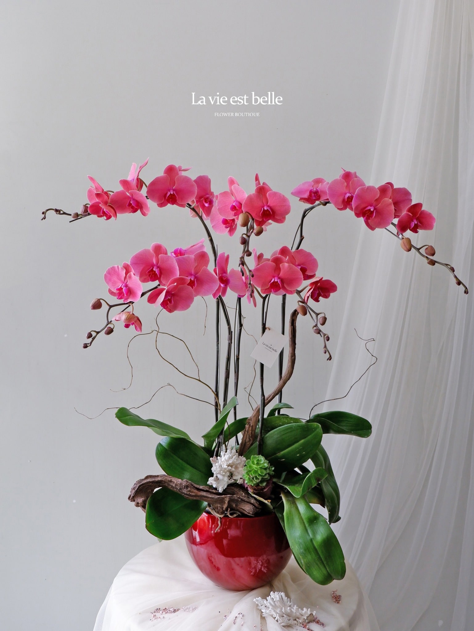 Cách trình bày chậu lan hồ điệp 5 cành theo tầng