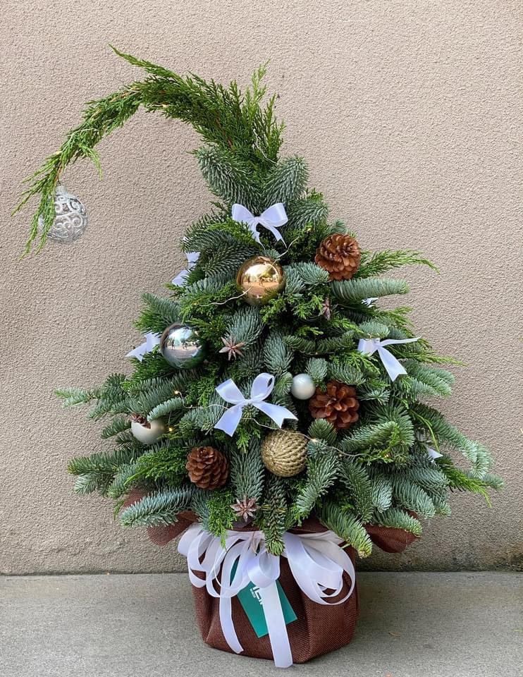 Cây thông không thể thiếu trong đêm Noel