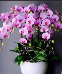 Hoa lan hồ điệp khai trương