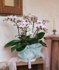 Chậu Lan hồ điệp trắng